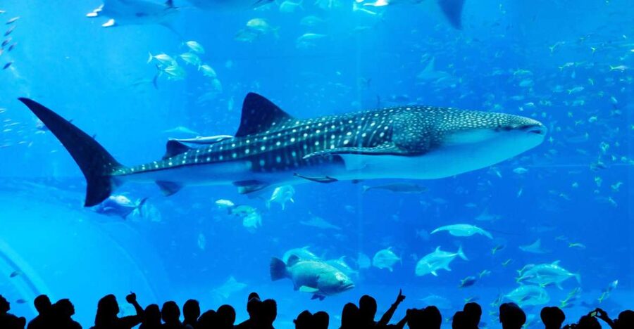 Naha: North Okinawa Sightseeing Tour & Churaumi Aquarium - Nago Pineapple Park: Cart Ride First, Shopping Later