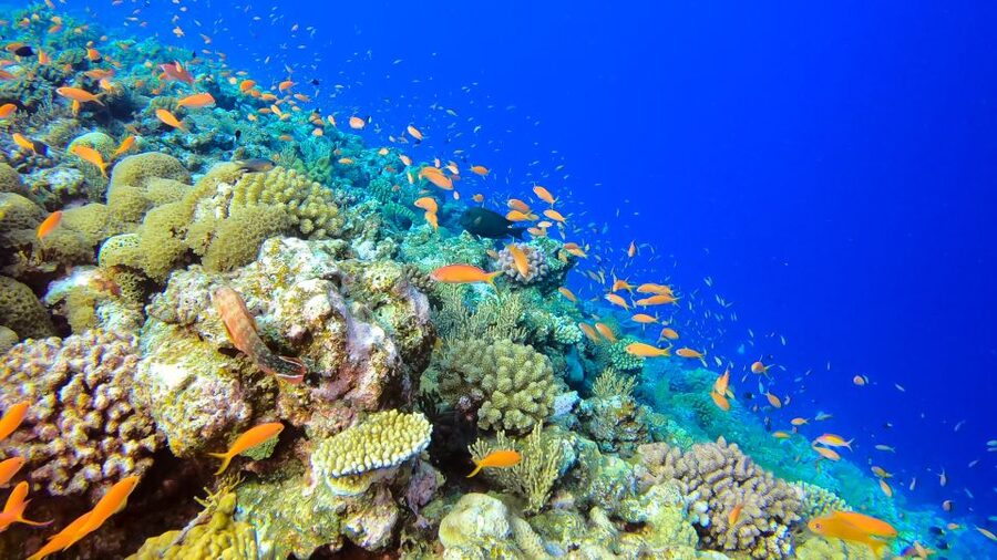 Naha, Okinawa: Kerama Islands Full-Day Intro-Diving Trip - Price and value: is $70 a fair deal for 8 hours?