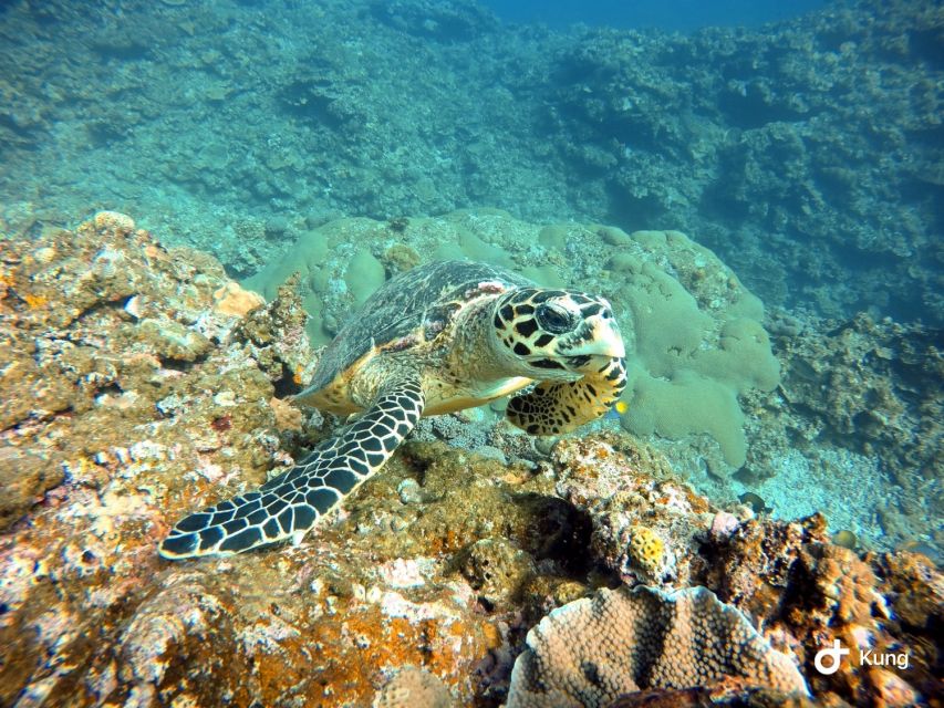 Naha, Okinawa: Kerama Islands Full-Day Intro-Diving Trip - Safety rules, medical check, and who should skip this