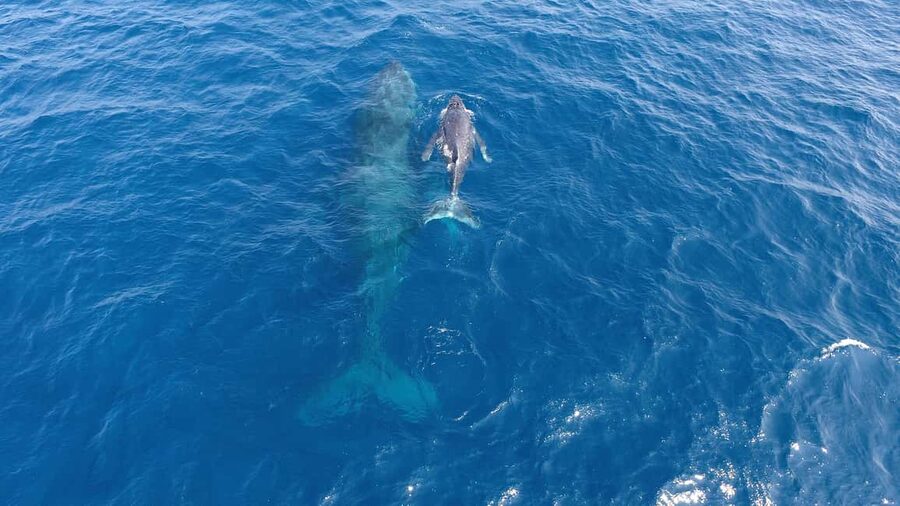 Naha, Okinawa: Kerama Islands Half-Day Whale Watching Tour - What you might see: mothers, calves, flukes, and playful moments
