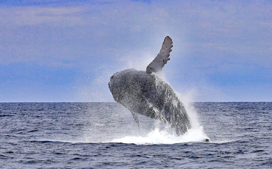 Naha, Okinawa: Kerama Islands Half-Day Whale Watching Tour - Who should book, and who should skip this one