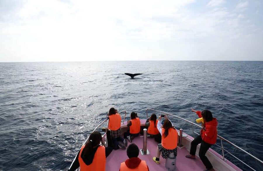 Naha, Okinawa: Kerama Islands Half-Day Whale Watching Tour - Real-world details that shape your experience