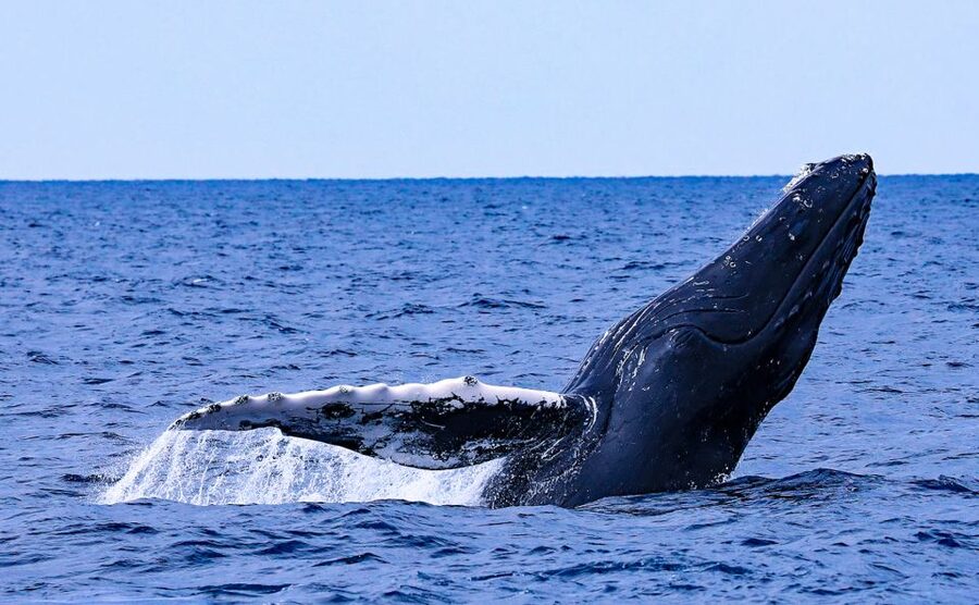 Naha, Okinawa: Kerama Islands Half-Day Whale Watching Tour - From your hotel to the Naha port in a clean, half-day rhythm
