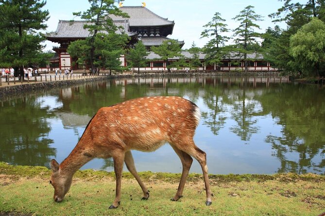 Nara 6hr Private Tour with Government-Licensed Guide - Key things that make this tour worth your time