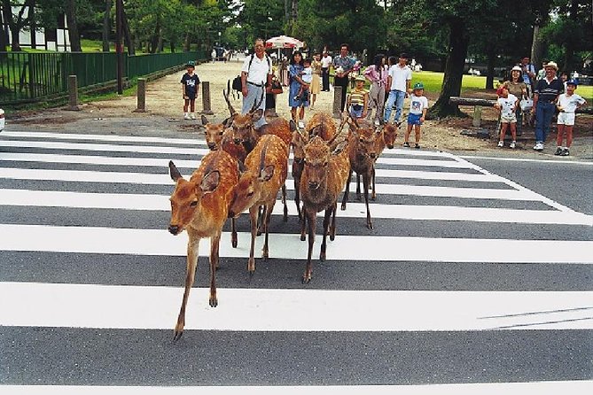 Nara Afternoon Tour from Kyoto or Osaka - Key Things I’d Prioritize