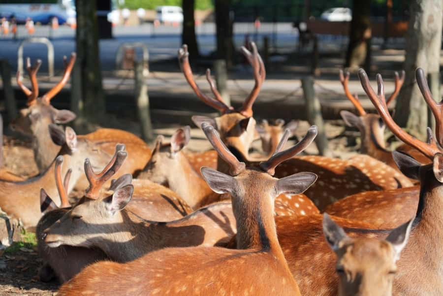 Nara Early Bird Tour (Kyoto Departure Option Available) - Nara feels calmer when you arrive before the stampede