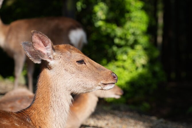Nara Early Morning Tour (Kyoto or Osaka Departure Available) - Getting there from Kyoto or Osaka, and what to plan for