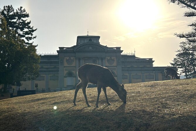 Nara Early Morning Tour (Kyoto or Osaka Departure Available) - Stop 3: Nara Park deer time, from cute to surprisingly bold