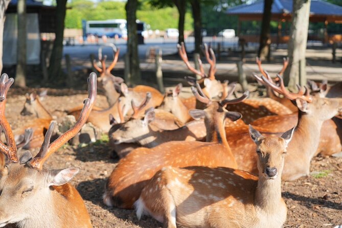 Nara Early Morning Tour (Kyoto or Osaka Departure Available) - Price and time: what you are really paying for