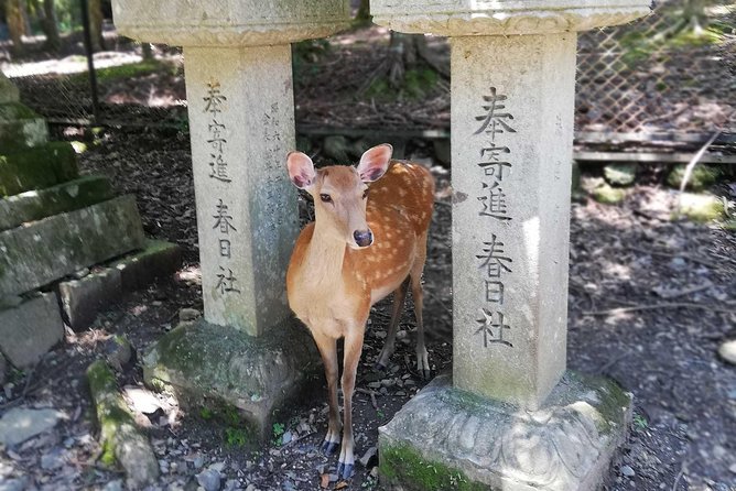 Nara Half Day Trip Walking Tour (Private Option Available) - Price and value: what $105.45 really buys in Nara