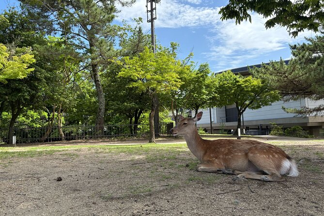 Nara Highlight Walking Tour with Furoshiki Experience with Lunch - Todai-ji and the Great Buddha Scale That Stops Conversations