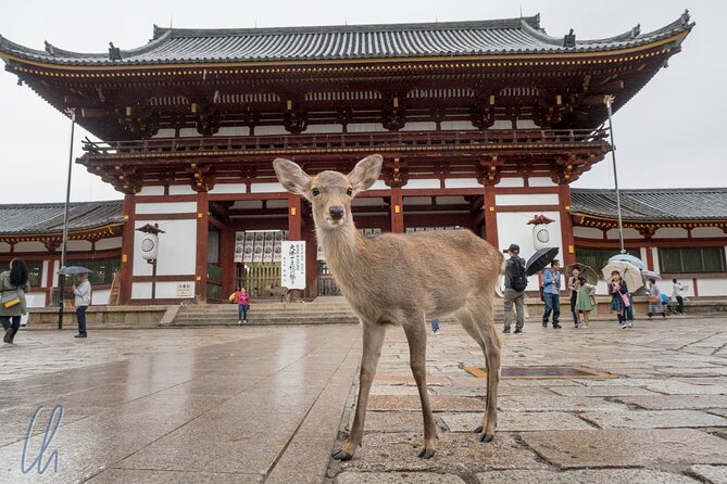 Nara Park, Osaka & Kobe from Kyoto Full Day tour - The Bus Experience: Why Small Details Matter