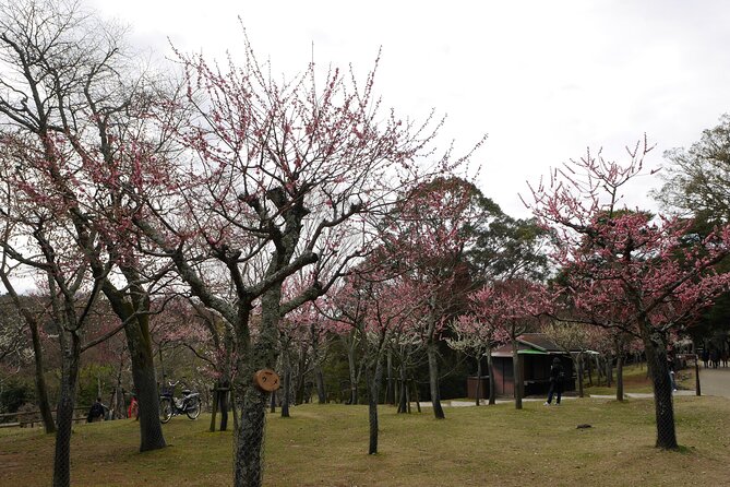 Nara Todaiji Kasuga Taisha Private Full Day Tour From Kyoto - Getting to Nara from Kyoto without turning it into a project