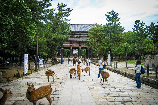 Nara World Heritage PRIVATE TOUR - Guides matter: George, Kimu, and the pacing effect