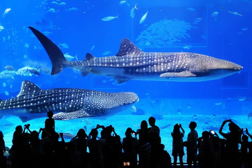 Okinawa: Churaumi Aquarium, Ryukyu Village & Manza Bus Tour - Churaumi Aquarium: four tank floors, marine life focus, and lunch time you control