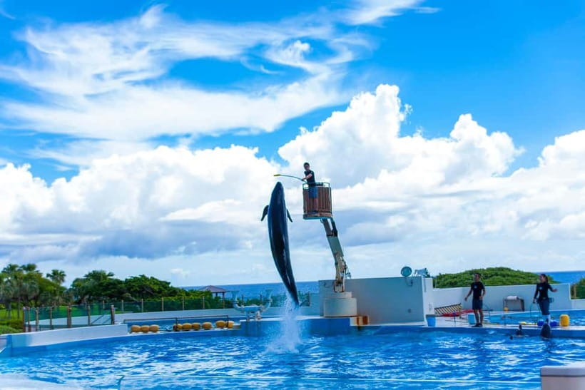 Okinawa Churaumi or Tropical, Kouri American Village BusTour - Ocean Expo Park: Churaumi Aquarium vs Tropical Dream Center