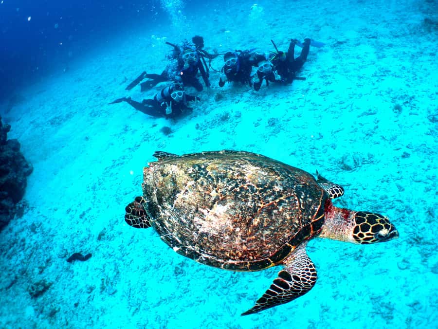 Okinawa: From Naha: Kerama Islands 1-day snorkeling tour - Onboard perks: tea, showers, toilets, and even shaved ice