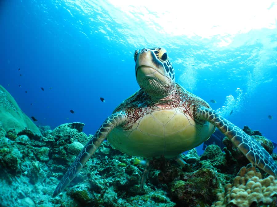 Okinawa: From Naha: Kerama Islands 1-day snorkeling tour - Lunch planning: what to pack, and what to expect if you buy food