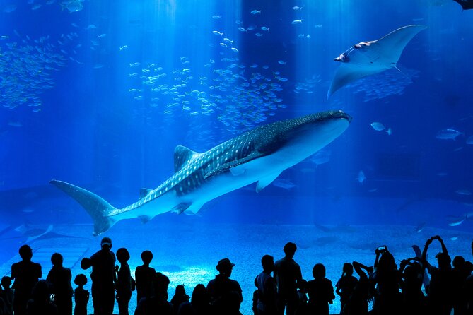 Okinawa HIP-HOP BUS B - 1 Course Tour (Okinawa Churaumi Aquarium) - Key Highlights at a Glance