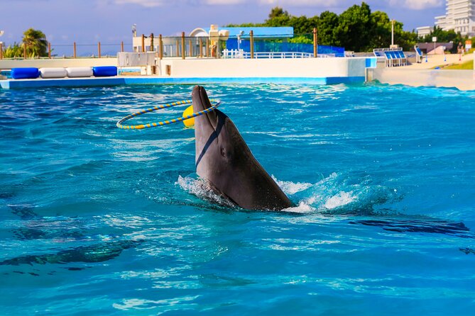 Okinawa HIP-HOP BUS B - 1 Course Tour (Okinawa Churaumi Aquarium) - Cape Manzamo: Quick Cliff Views and Elephant Rock