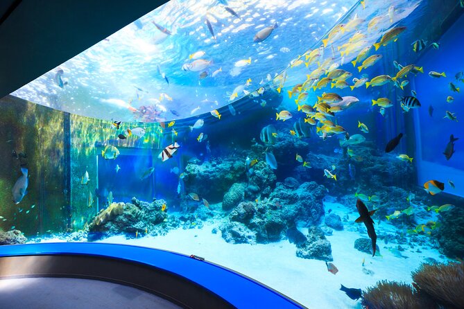 Okinawa HIP-HOP BUS B - 1 Course Tour (Okinawa Churaumi Aquarium) - Getting From Naha to the North Without Driving Stress