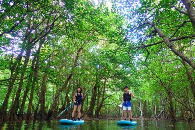 Okinawa Iriomote Mangrove SUP or Canoe Tour