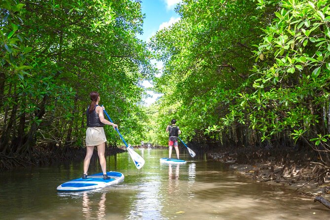 Okinawa Iriomote Mangrove SUP or Canoe Tour - What to Wear, Bring, and Avoid for a Smooth 2 Hours