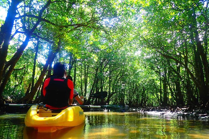 Okinawa Iriomote Mangrove SUP or Canoe Tour - Timing, Meet Point, and How Pickup Works in Real Life