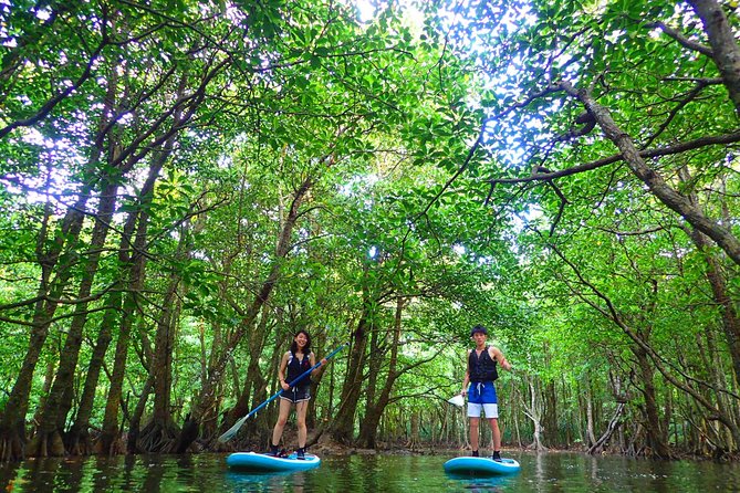 Okinawa Iriomote Mangrove SUP or Canoe Tour - SUP vs Canoe: Choose the Right Mangrove Ride