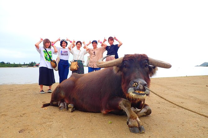 Okinawa Iriomote SUP or Canoe and Sightseeing in Yubujima Island - The SUP or canoe choice, and who should pick what