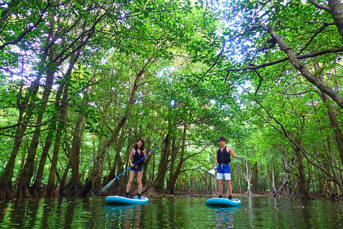 Okinawa Iriomote SUP or Canoe and Sightseeing in Yubujima Island - Beginner-friendly mangroves, but still treat it like a water sport