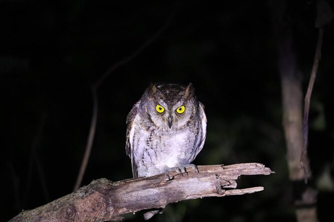 Okinawa Ishigaki Island Night Starry sky and Jungle night tour - Guides Like Akari and Takahiro, and Why Their Spotting Matters