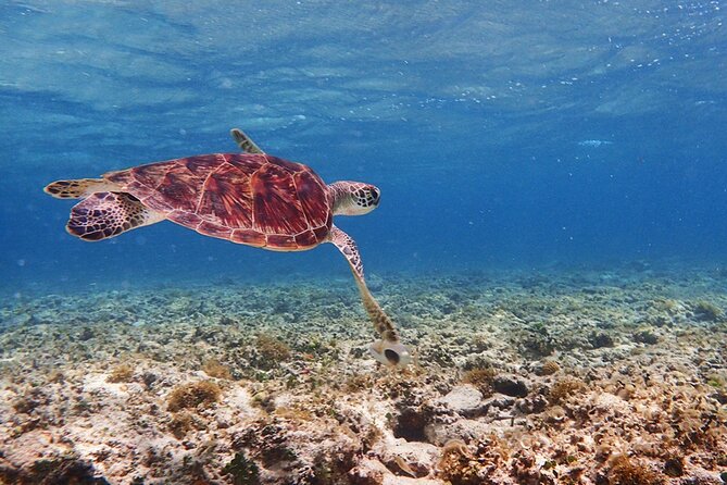 Okinawa Ishigaki Kabira Bay SUP or Canoe and Blue Cave Snorkeling - Weather, Wind, and Tide: When the Plan Changes for Your Safety