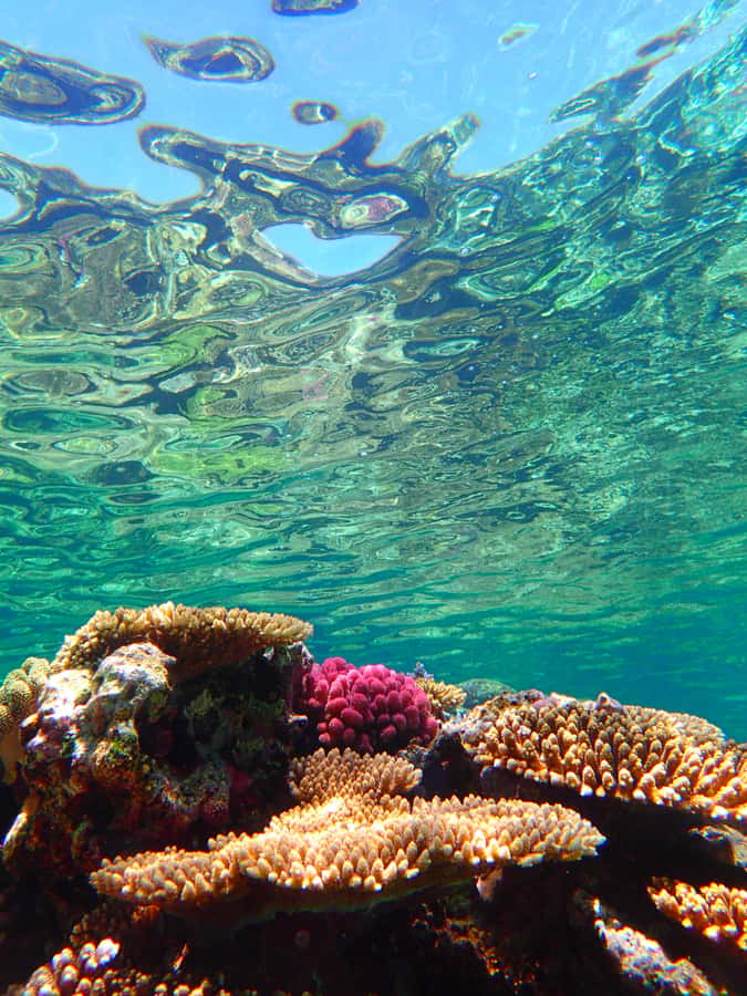 Okinawa : Kerama Whole Day Snorkeling Tour From Chatan/Naha - What you’ll see at Kerama National Park sites