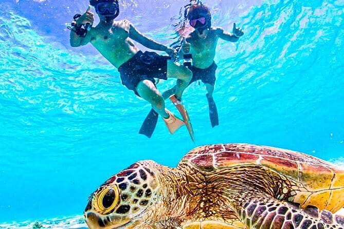 Okinawa Miyako Sea turtle Snorkeling Free Pick up and Drop off - Why Miyako Sea Turtles and Nemo Feels Like a Living Aquarium