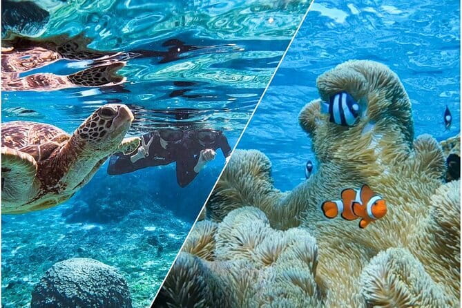 Okinawa Miyako Sea turtle Snorkeling Free Pick up and Drop off - Free Pickup, Mobile Ticket, and the Easy-Button Island Logic
