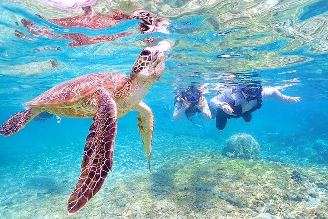 Okinawa Miyako Sea turtle Snorkeling Free Pick up and Drop off - Weather Is the Real Boss Here