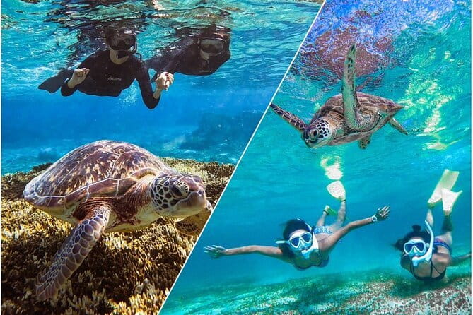 Okinawa Miyako Sea turtle Snorkeling Free Pick up and Drop off - Meeting at Shigira Beach: Gear, Basics, Then Out to the Water