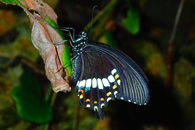 Okinawa Miyako Star Gazing & Subtropical Jungle Night Tour - Stargazing in Miyakojima: When the Sky Finally Wins