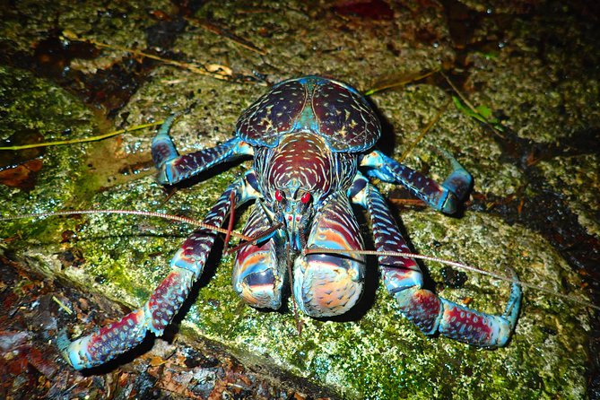Okinawa Miyako Star Gazing & Subtropical Jungle Night Tour - Price and Value: Is $32.37 Worth 90 Minutes?