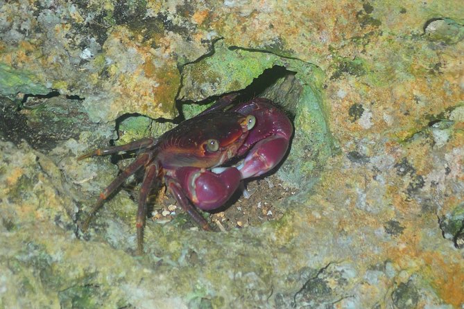 Okinawa Miyako Star Gazing & Subtropical Jungle Night Tour - Weather, Safety, and Comfort: The Stuff That Makes or Breaks the Night
