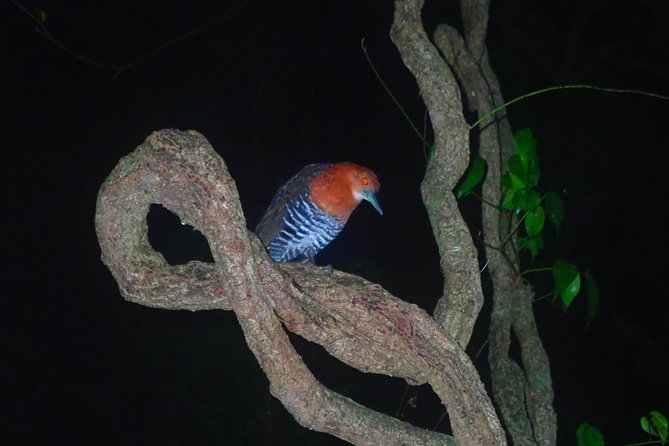 Okinawa Miyako Star Gazing & Subtropical Jungle Night Tour - Language, Guide Style, and Sustainable Touring