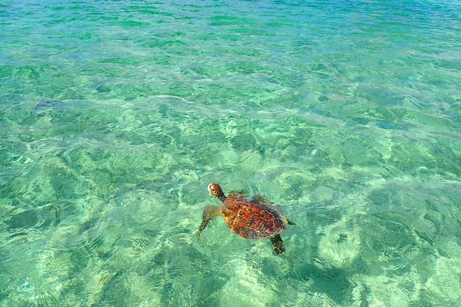Okinawa Miyakojima Half Day SUPor Canoe & Sea Turtle Snorkeling (Half Day Set) - Snorkeling for fish and turtles: the experience part you’ll remember