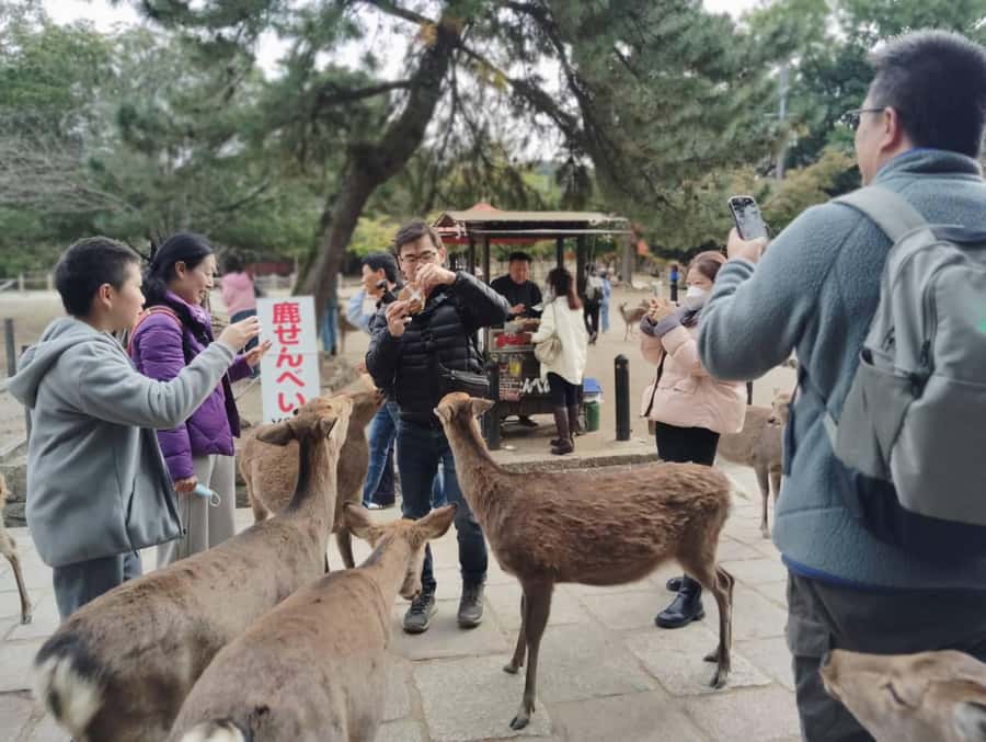 Osaka/Kyoto: Arashiyama, Nara & Fushimi Inari Shrine w/Lunch - Fushimi Inari Taisha: 1,000 torii gates and the shrine path up Mount Inari