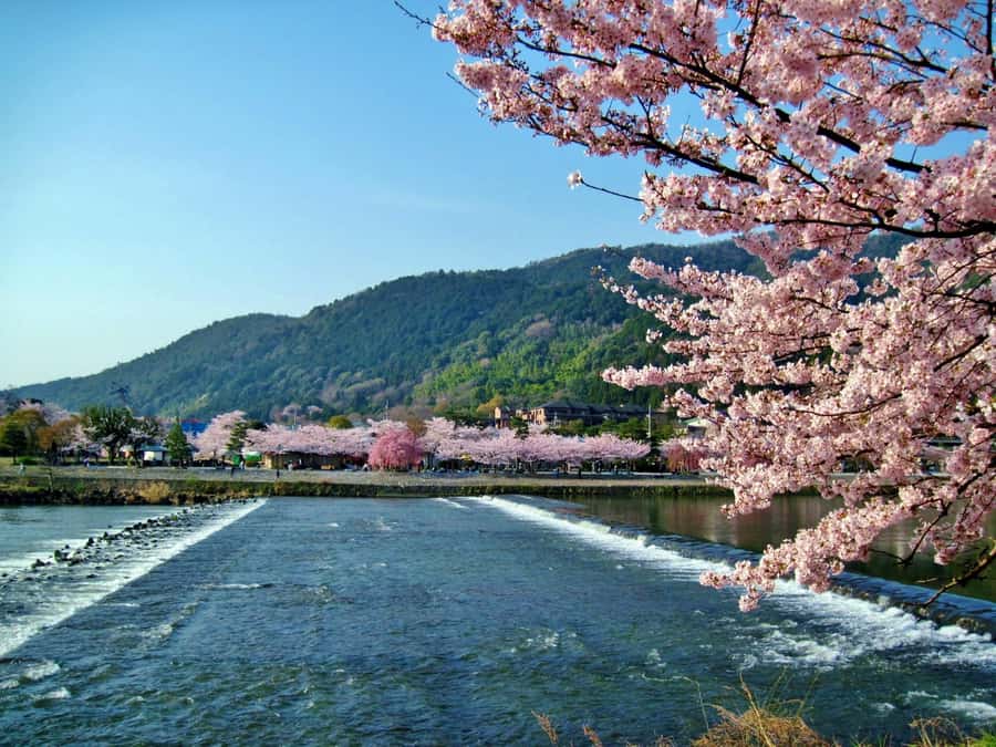 Osaka/Kyoto: Arashiyama, Nara & Fushimi Inari Shrine w/Lunch - Value and pace: what $61 buys you, and what it might feel like