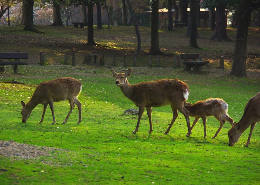 Osaka/Kyoto:Kinkakuji,Arashiyama,FushimiInariShrine,NaraPark - Who this tour suits best, and who should tweak the choice