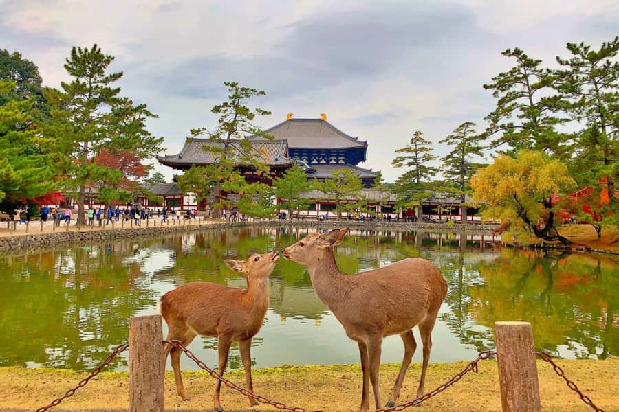 Osaka/Kyoto:Kinkakuji,Arashiyama,FushimiInariShrine,NaraPark - Kobe Beef Shabu-Shabu lunch, if you depart from Osaka