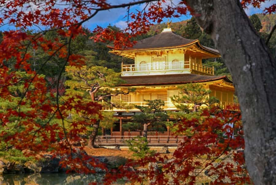 Osaka/Kyoto:Kinkakuji,Arashiyama,FushimiInariShrine,NaraPark - Kinkaku-ji Golden Pavilion: gold-leaf reflections and ticket clarity