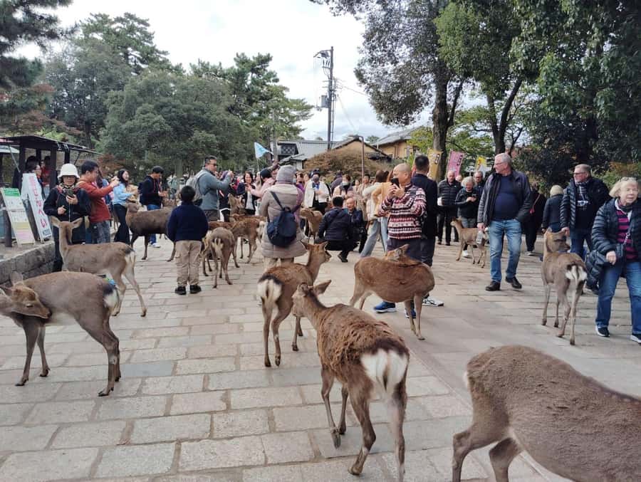 Osaka/Kyoto:Kinkakuji,Arashiyama,FushimiInariShrine,NaraPark - Fushimi Inari Shrine: walking the 1,000 vermilion torii gates