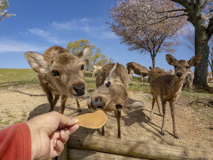 Osaka/Kyoto:Kinkakuji,Arashiyama,FushimiInariShrine,NaraPark - How the day really feels: timing, bus logistics, and group pace